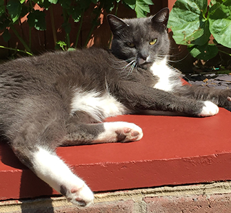 grey cat lying on cushion in garden